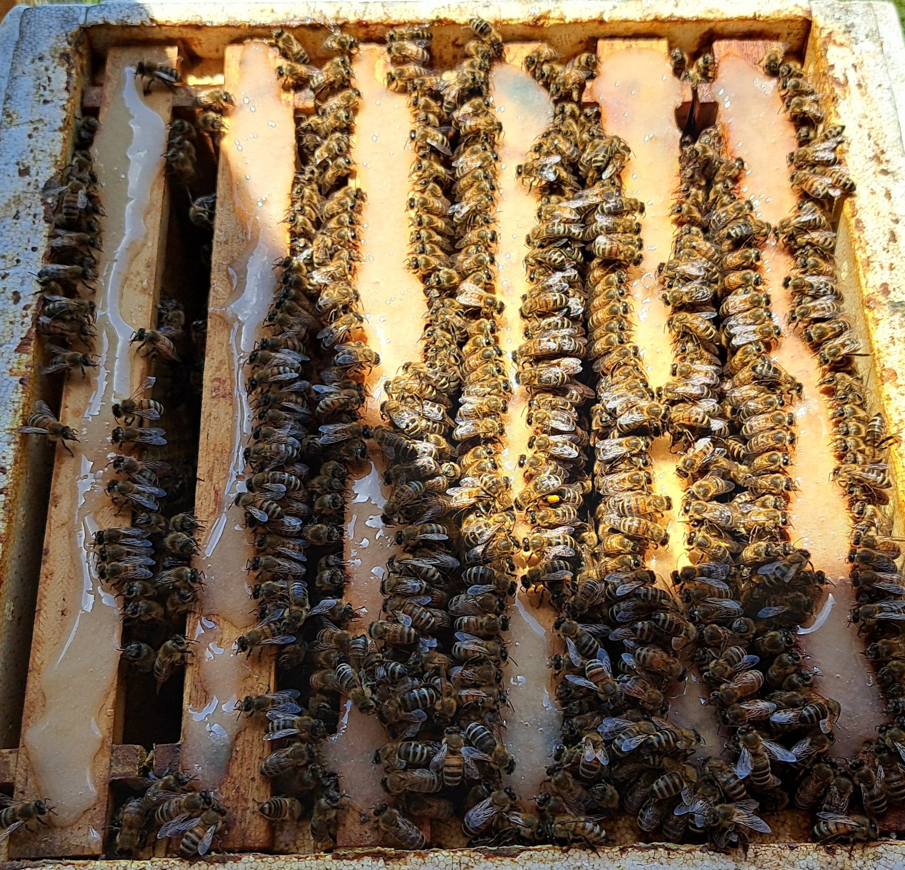 Bienen auf geöffneten Waben