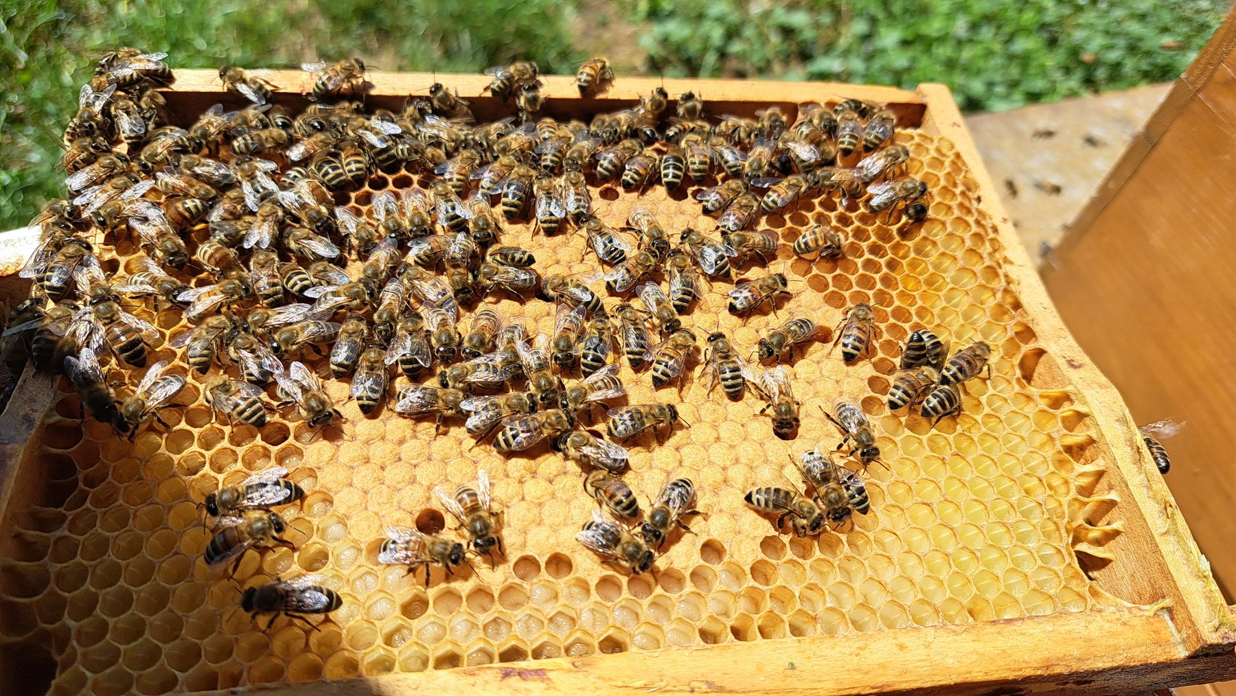 Bienen auf einer sonnigen Naturbau-Wabe