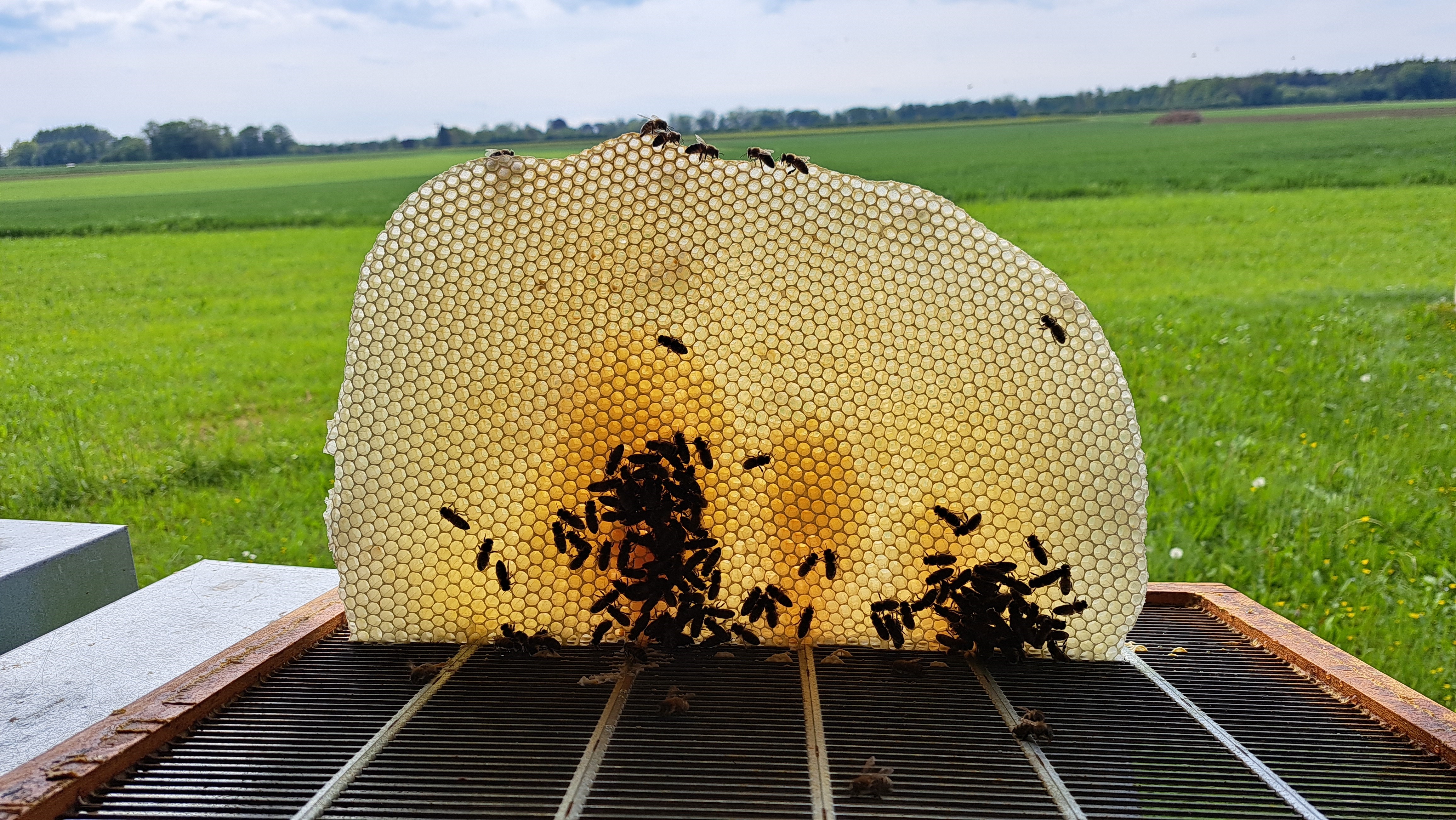 Naturbau-Wabe mit Bienen im Freien