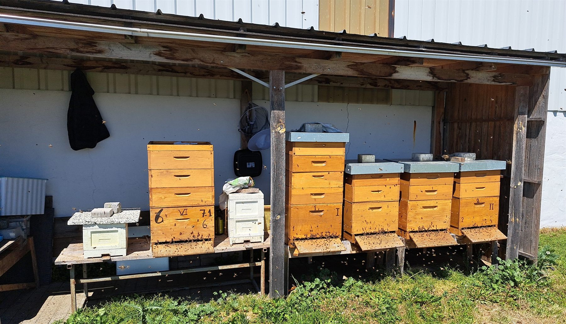 Bienenstand mit mehreren Beuten