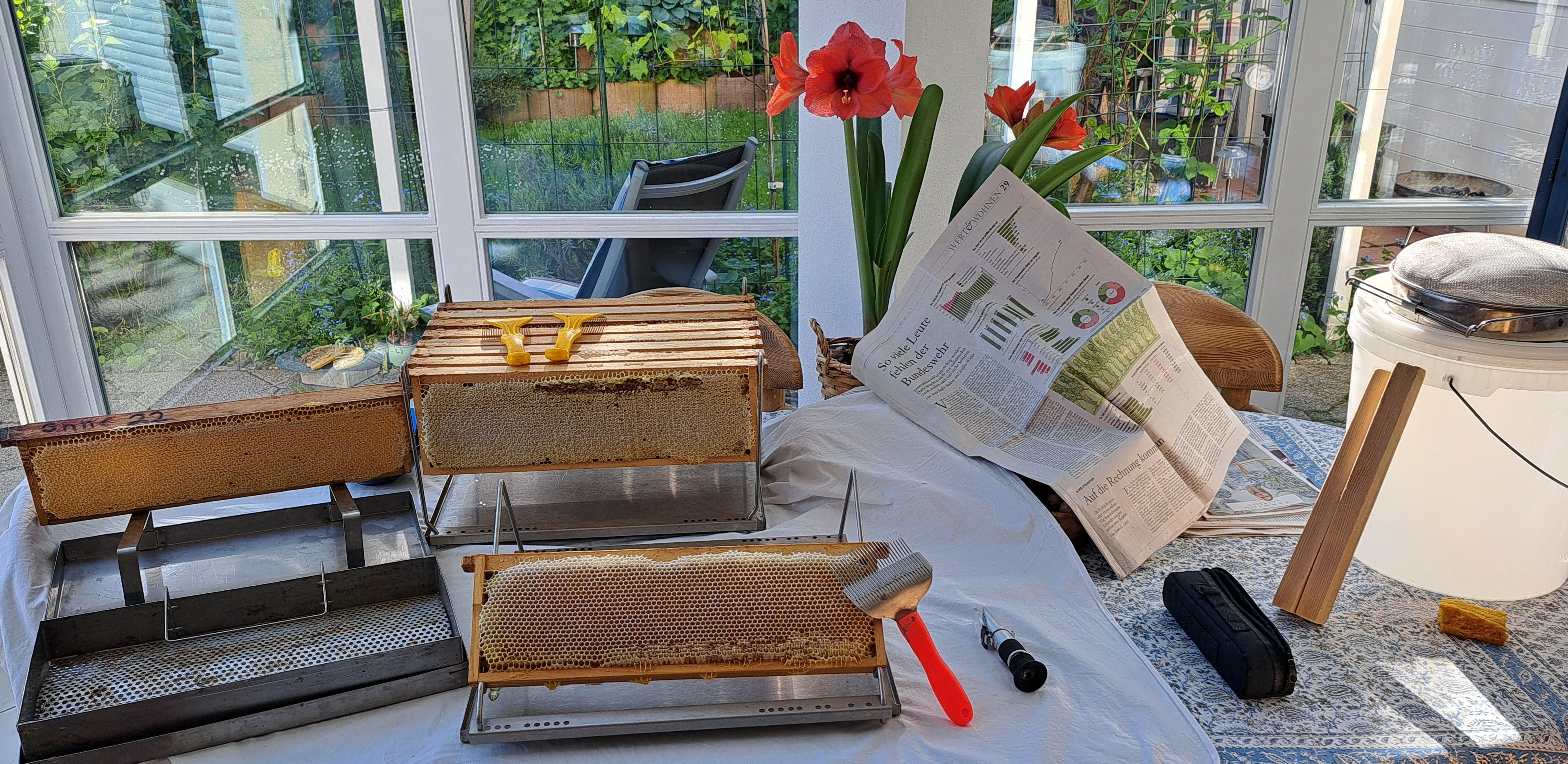 Frühjahrhonig in Gläsern
