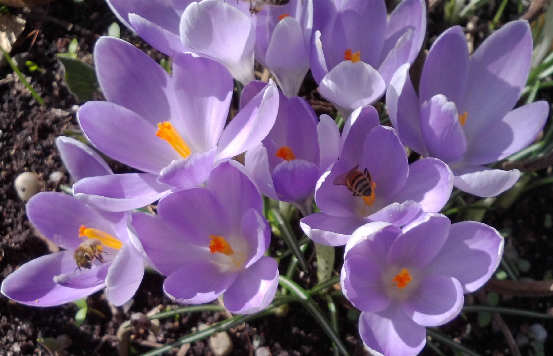 Bienen an Krokusblüten