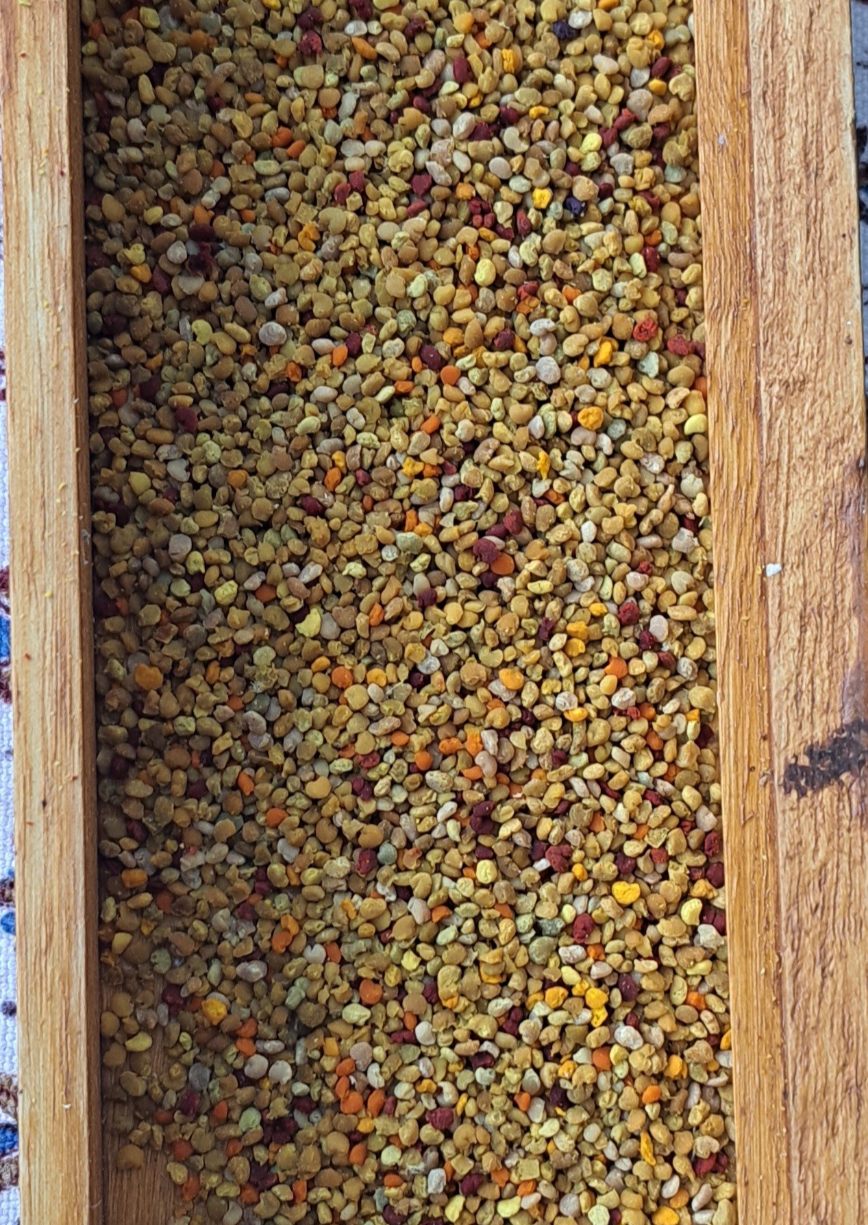 Pollen in intensiven Naturfarben
