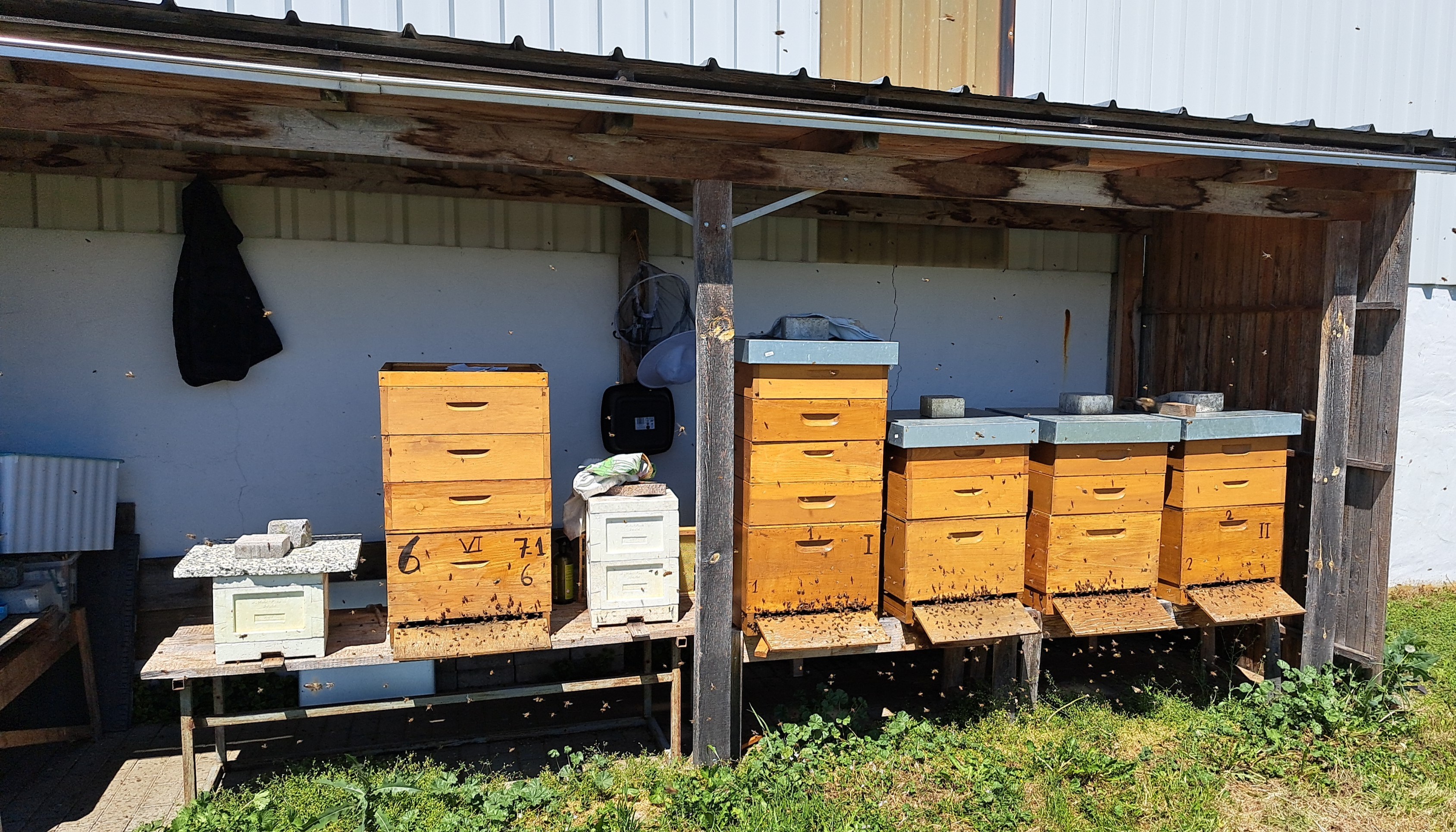 Bienenstand Iztling